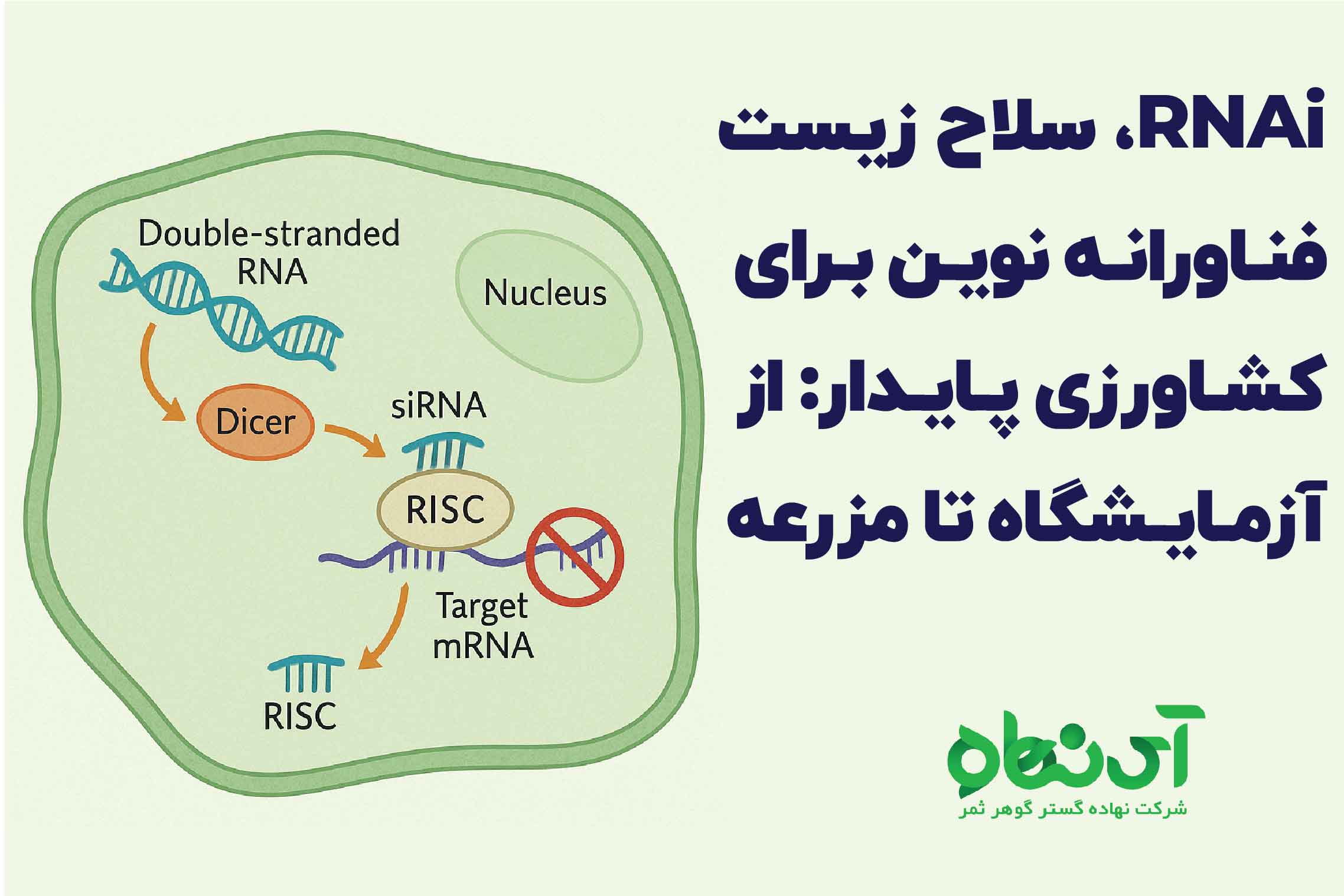 RNAi، سلاح زیست‌فناورانه نوین برای کشاورزی پایدار- از آزمایشگاه تا مزرعه